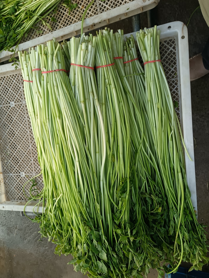 叶菜类/芹菜/水芹/江苏宿迁产地直供对接批发代收代卖