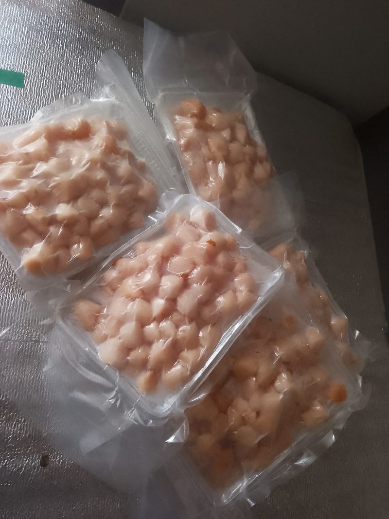 海里扇贝