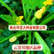 云贵川地区冷棚露天专用西葫芦种子抗病高产油绿顺直小瓜种子