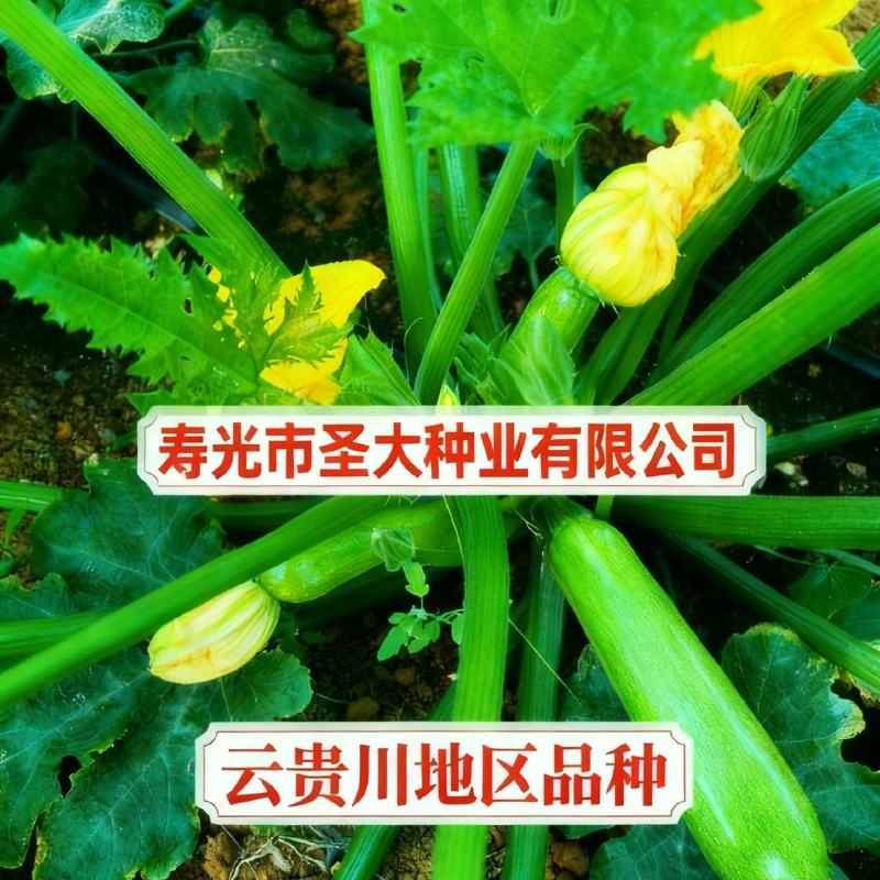 云贵川地区冷棚露天专用西葫芦种子抗病高产油绿顺直小瓜种子