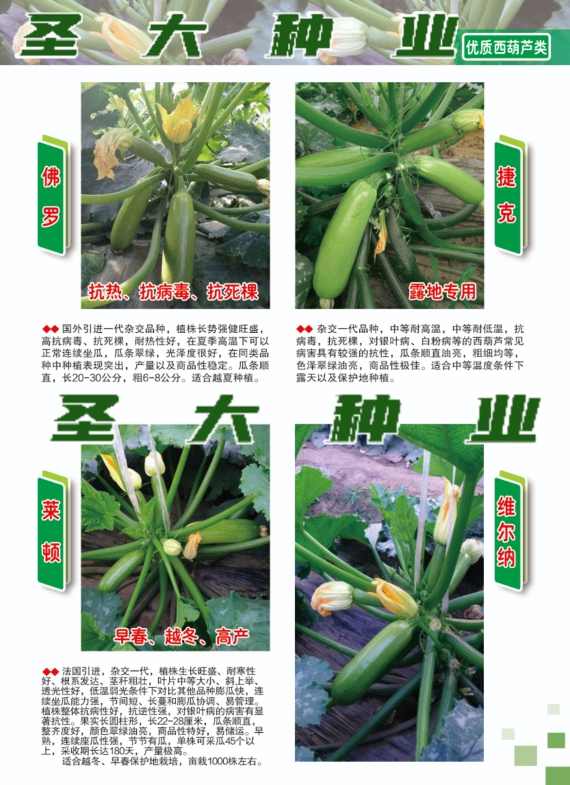 云贵川地区冷棚露天专用西葫芦种子抗病高产油绿顺直小瓜种子