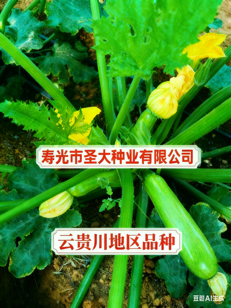 云贵川地区冷棚露天专用西葫芦种子抗病高产油绿顺直小瓜种子
