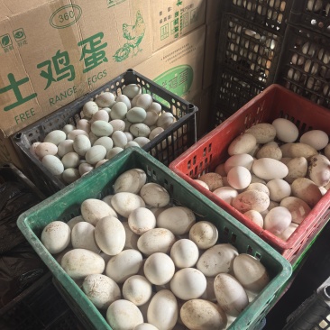 巨新鲜鹅蛋
