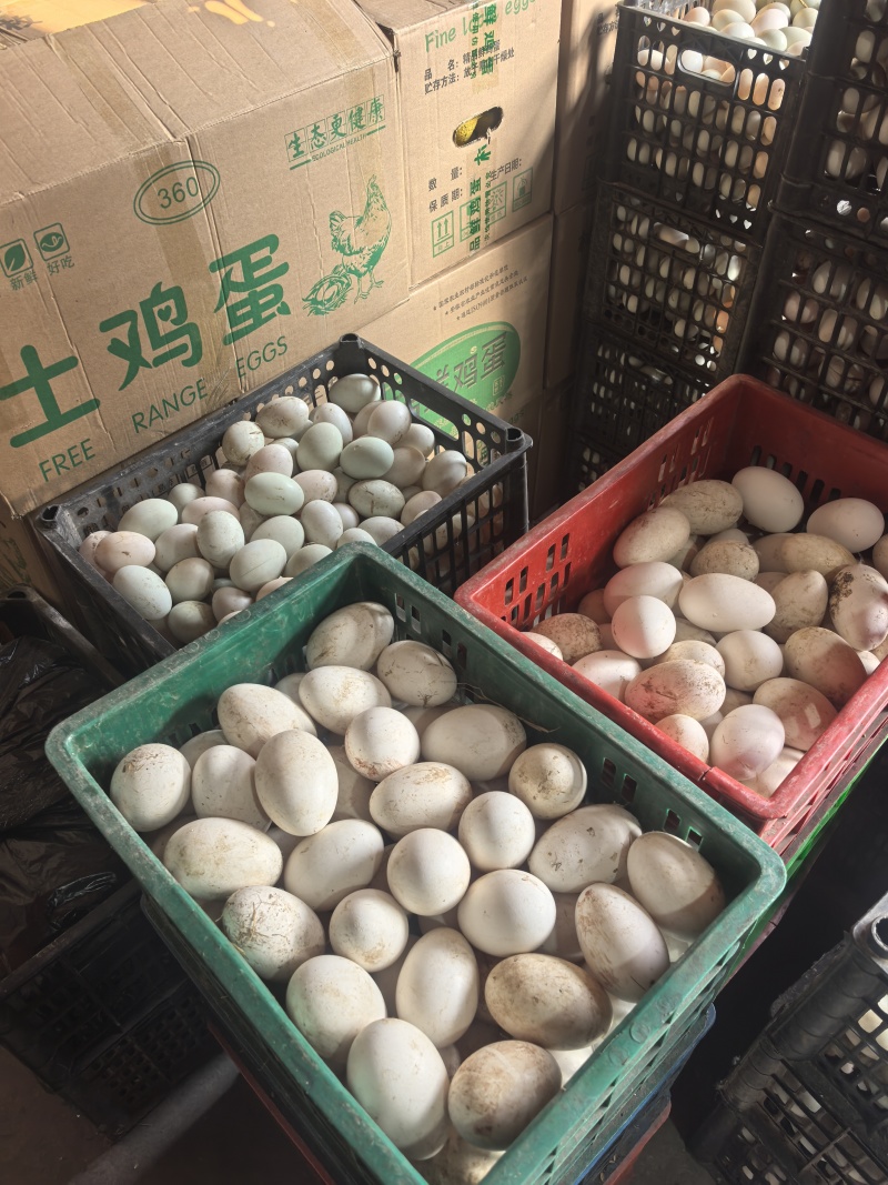 巨新鲜鹅蛋
