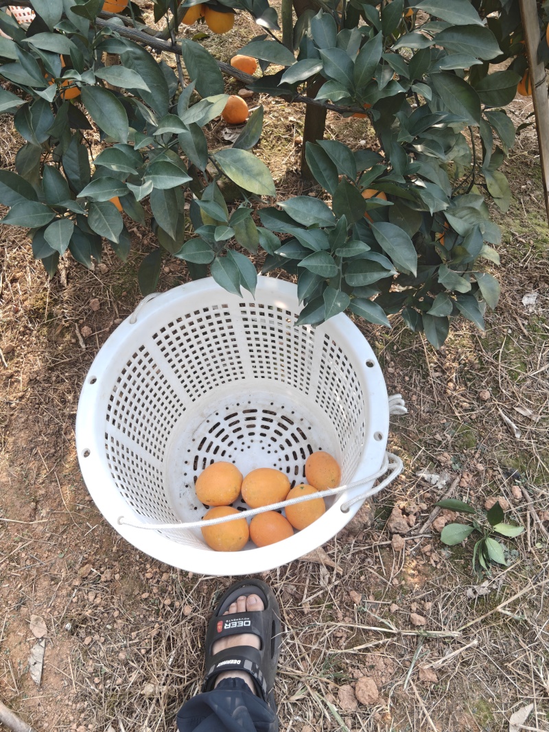 赣南脐橙