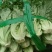 碗豆尖，碗豆苗，上海青，小白菜，叶菜，整车出货，蔬菜