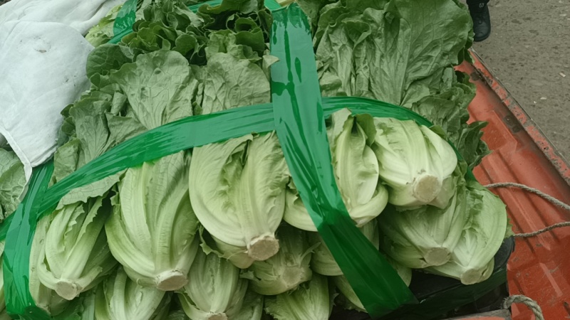 碗豆尖，碗豆苗，上海青，小白菜，叶菜，整车出货，蔬菜