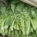 碗豆尖，碗豆苗，上海青，小白菜，叶菜，整车出货，蔬菜