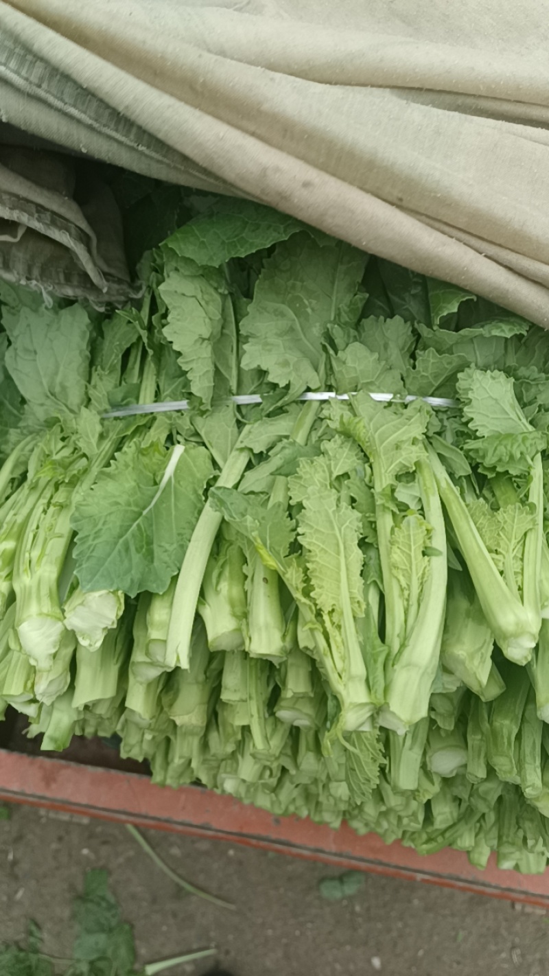 碗豆尖，碗豆苗，上海青，小白菜，叶菜，整车出货，蔬菜