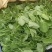 碗豆尖，碗豆苗，上海青，小白菜，叶菜，整车出货，蔬菜