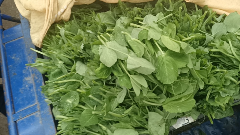 碗豆尖，碗豆苗，上海青，小白菜，叶菜，整车出货，蔬菜