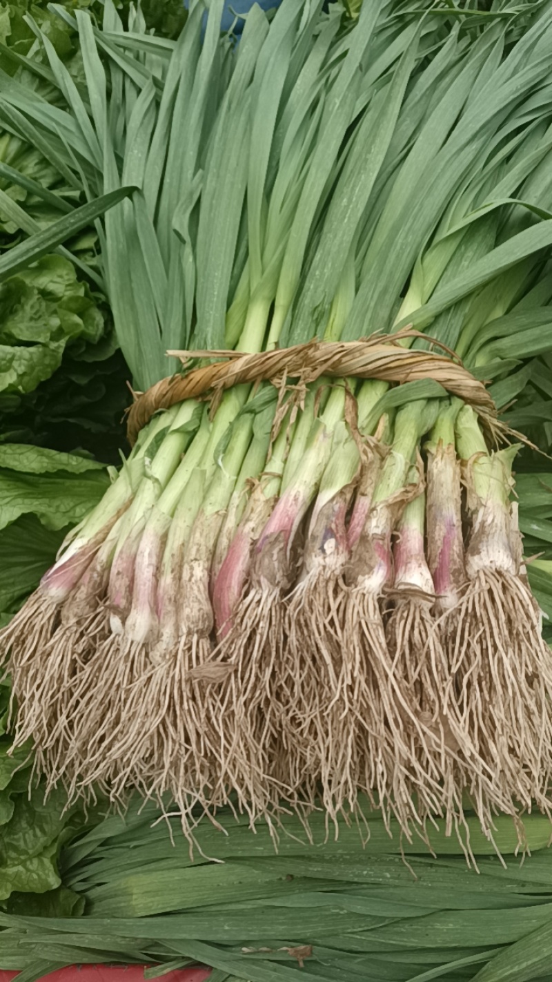 碗豆尖，碗豆苗，上海青，小白菜，叶菜，整车出货，蔬菜