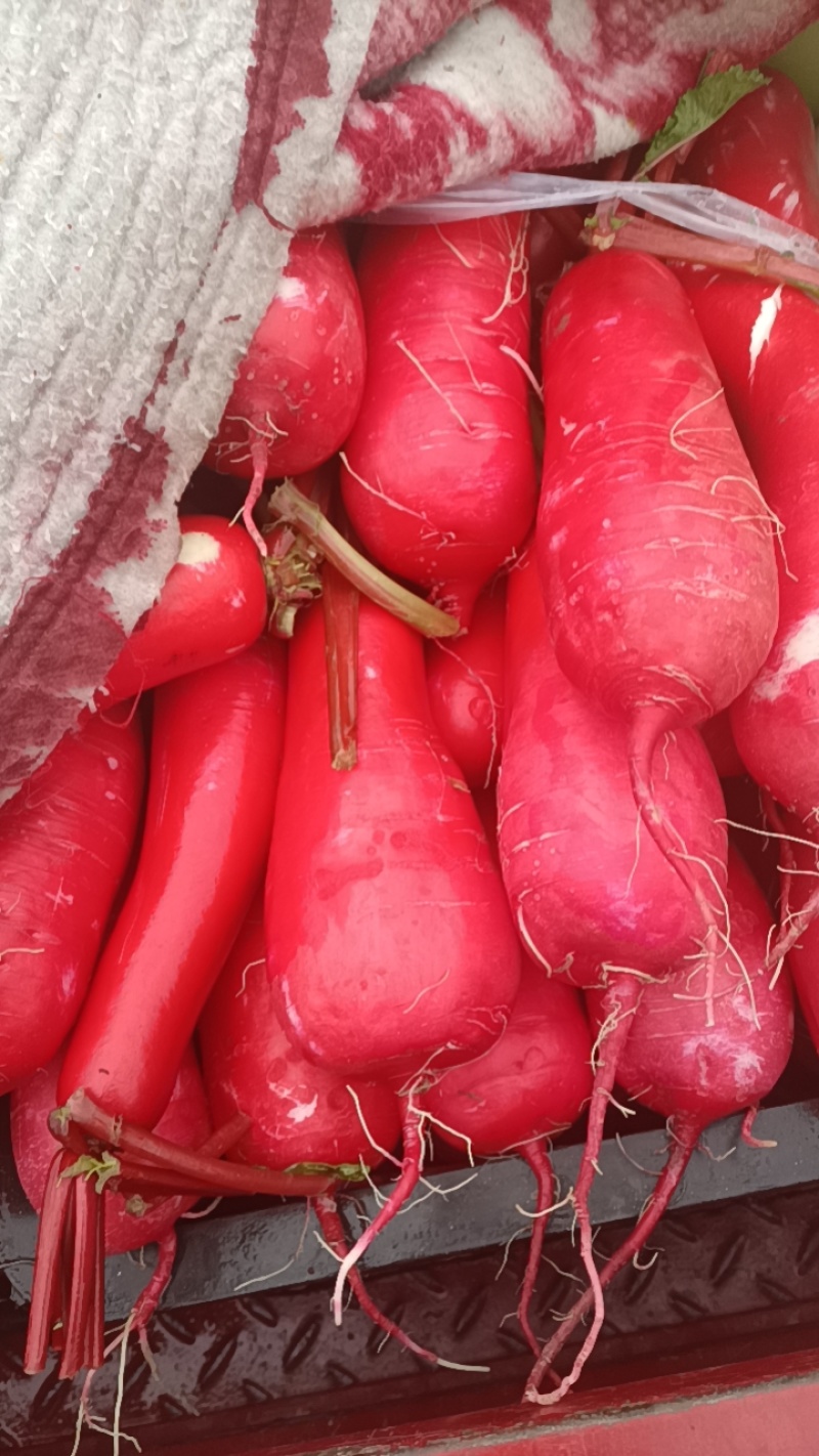 碗豆尖，碗豆苗，上海青，小白菜，叶菜，整车出货，蔬菜