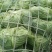 碗豆尖，碗豆苗，上海青，小白菜，叶菜，整车出货，蔬菜
