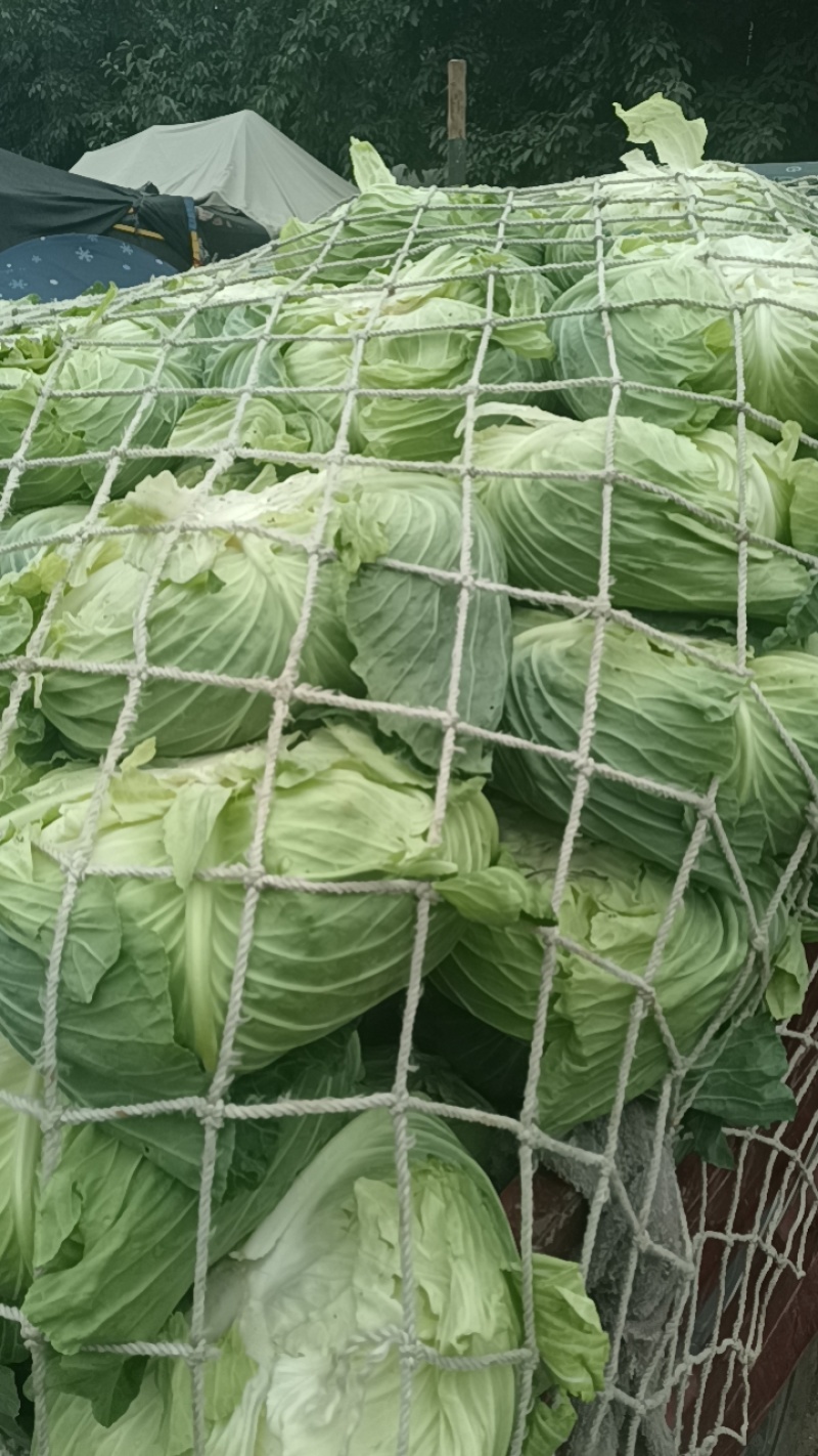 碗豆尖，碗豆苗，上海青，小白菜，叶菜，整车出货，蔬菜