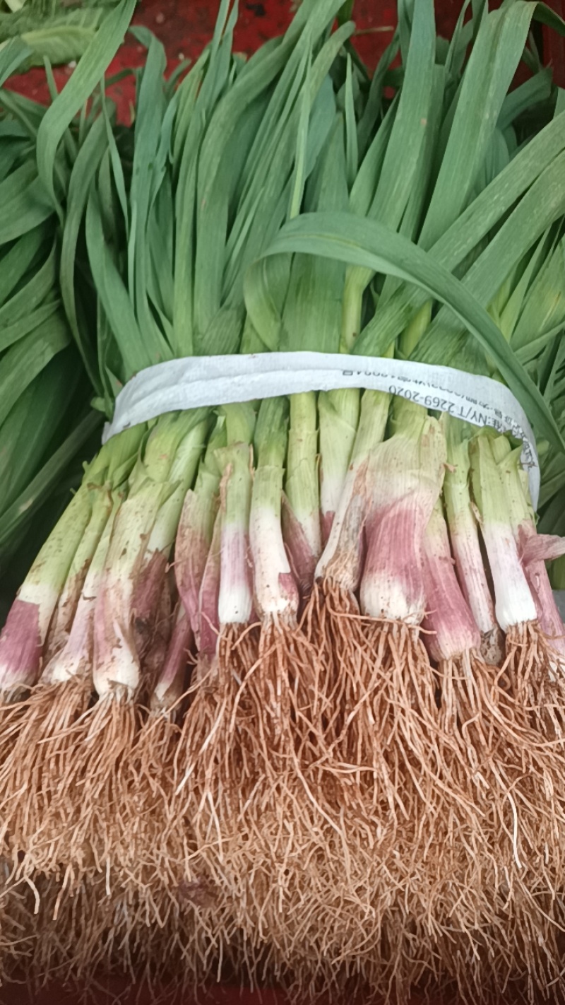 碗豆尖，碗豆苗，上海青，小白菜，叶菜，整车出货，蔬菜