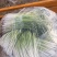 专业水芹、旱芹批发