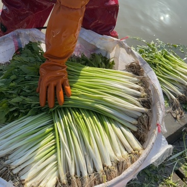 专业水芹、旱芹批发