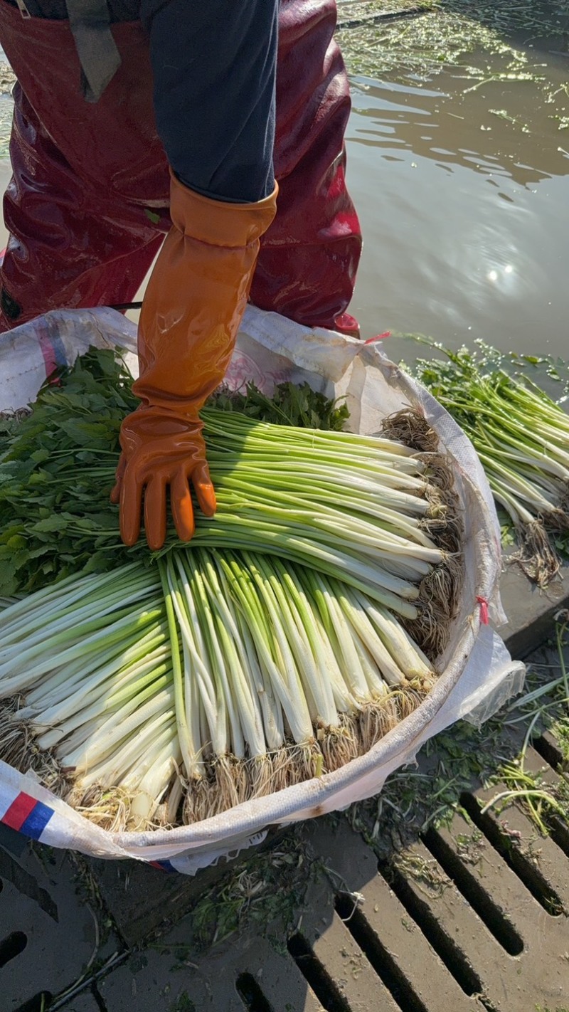 专业水芹、旱芹批发