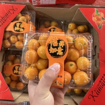 广西白沙金桔