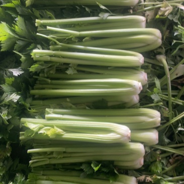 西芹……大量上市中，需要随时联系，定陶