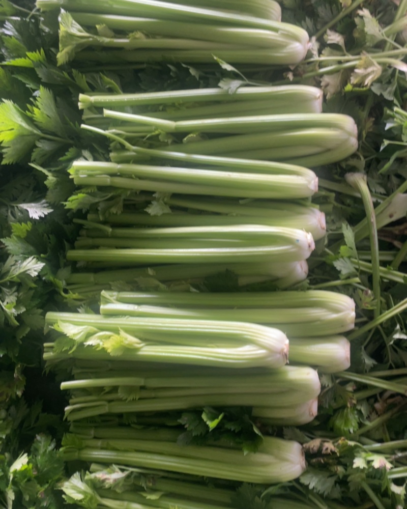 西芹……大量上市中，需要随时联系，定陶