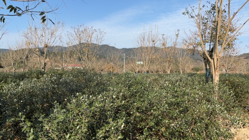 菲油果苗圃/低价打包转让/菲油果苗批量出售