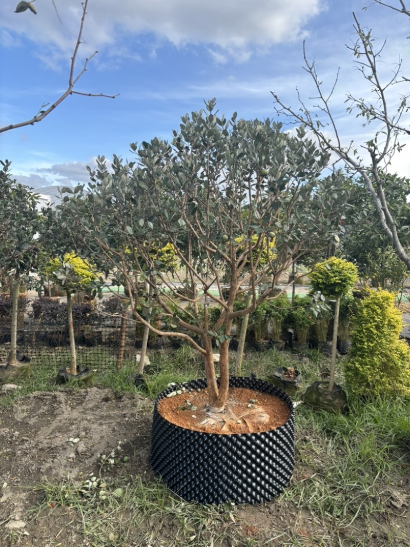 菲油果苗圃/低价打包转让/菲油果苗批量出售