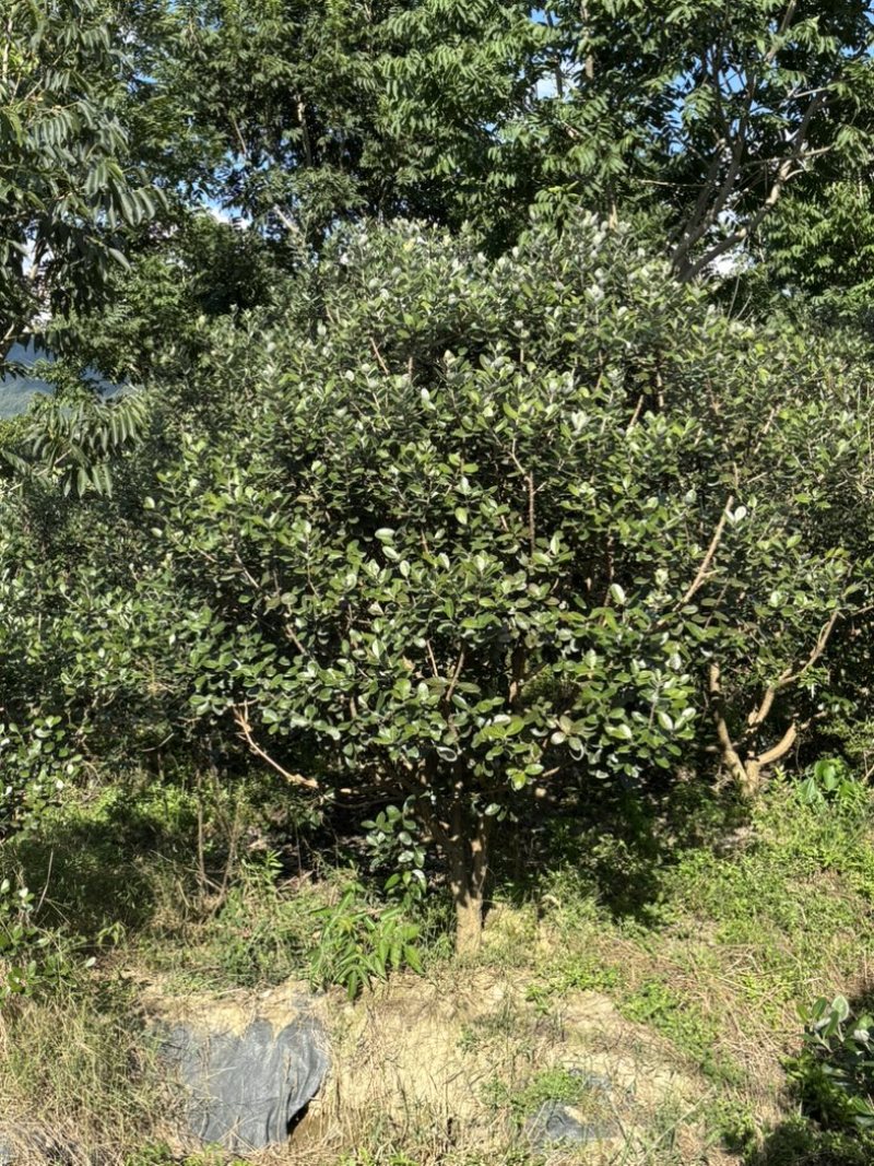 菲油果苗圃/低价打包转让/菲油果苗批量出售