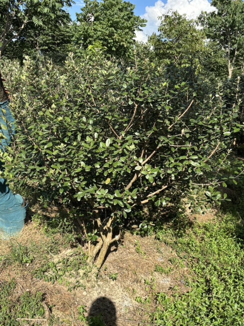 菲油果苗圃/低价打包转让/菲油果苗批量出售