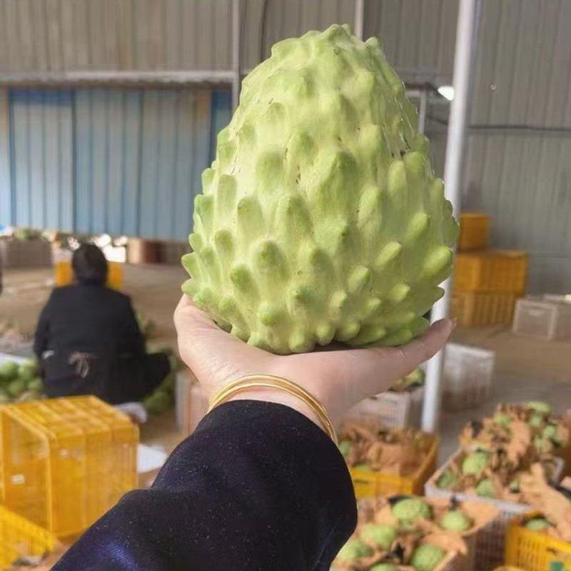 释迦果台湾释迦果（量大从优）规格齐全，对接电商市场批发商
