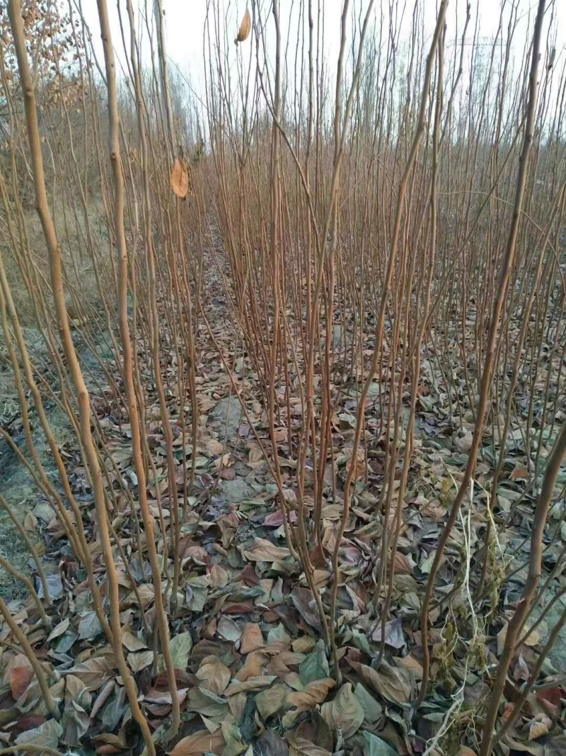 阳丰柿子树苗基地富有柿子苗甜脆柿子苗