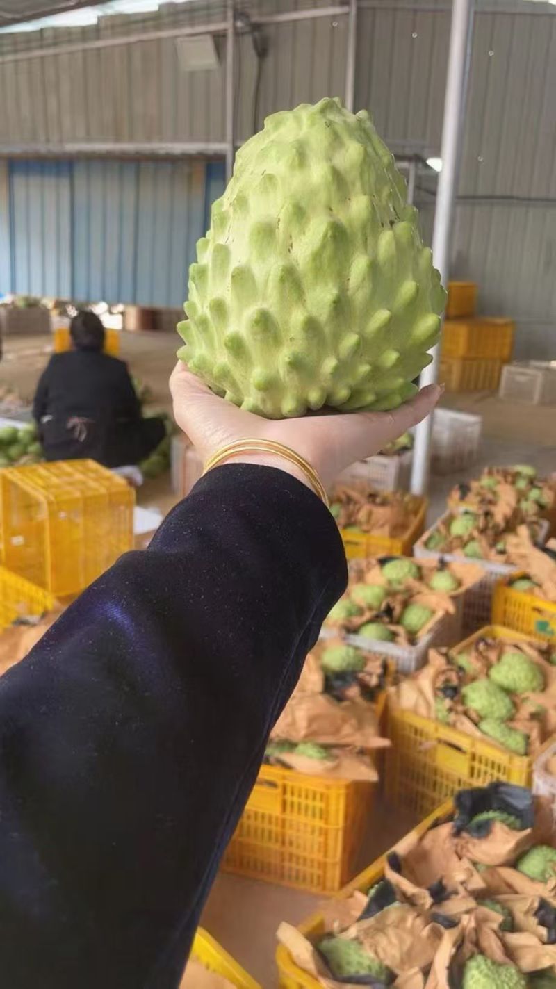 释迦果台湾释迦果（量大从优）规格齐全，对接电商市场批发商