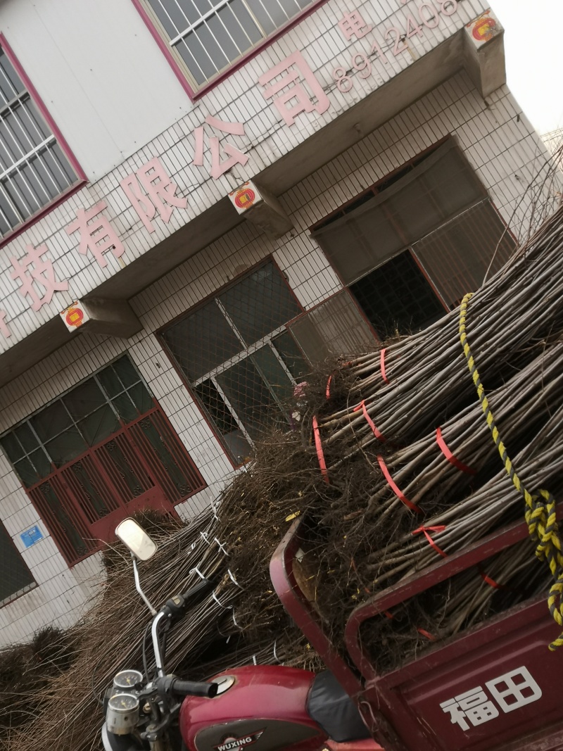 阳丰柿子树苗基地富有柿子苗甜脆柿子苗