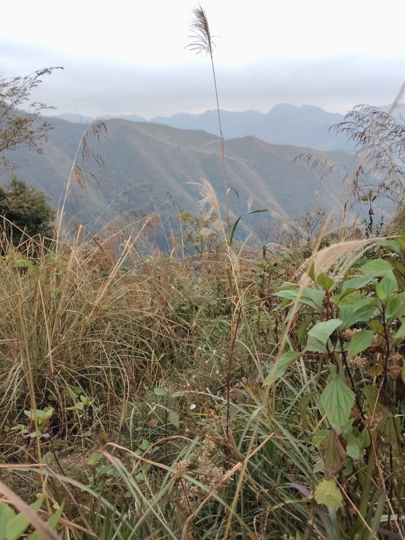 又出来干货了兄弟们，难搞啊，天气不景气啊