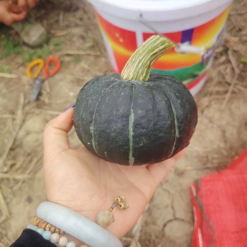精品贝贝南瓜大量有货，产地直发，需要的老板微我，质量保证