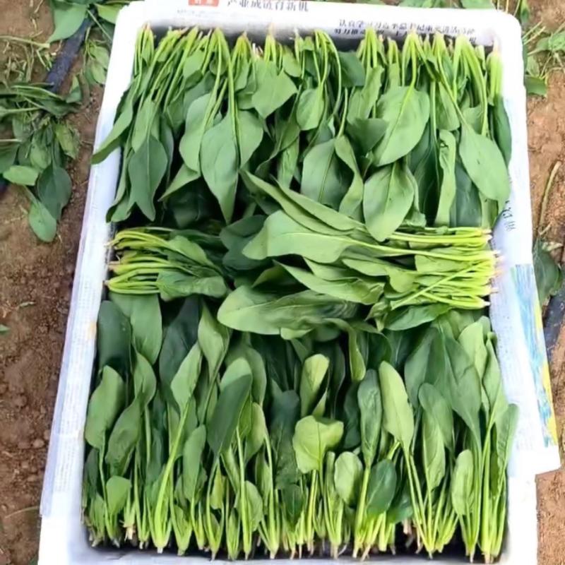 精品菠菜安阳精品大叶菠菜产地一手货源大量供应