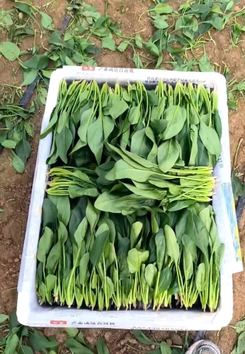 精品菠菜安阳精品大叶菠菜产地一手货源大量供应