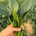 精品菠菜安阳精品大叶菠菜产地一手货源大量供应