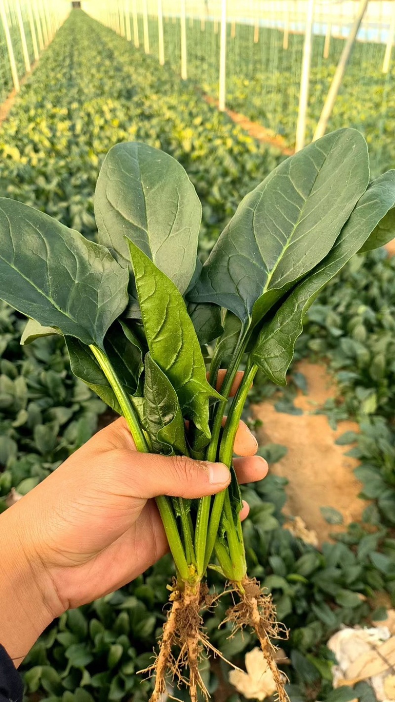 精品菠菜安阳精品大叶菠菜产地一手货源大量供应
