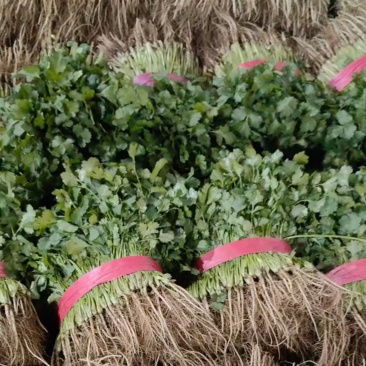 精品香菜产地一手货源大量供应