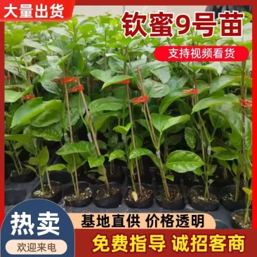 正宗的纯甜钦9嫁接苗，扦插苗，脱毒苗，根须发达，枝叶茂盛