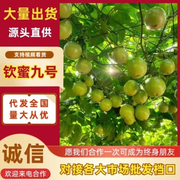 钦蜜9号黄金百香果，香又甜水份多，部分地区包邮，偏远除外