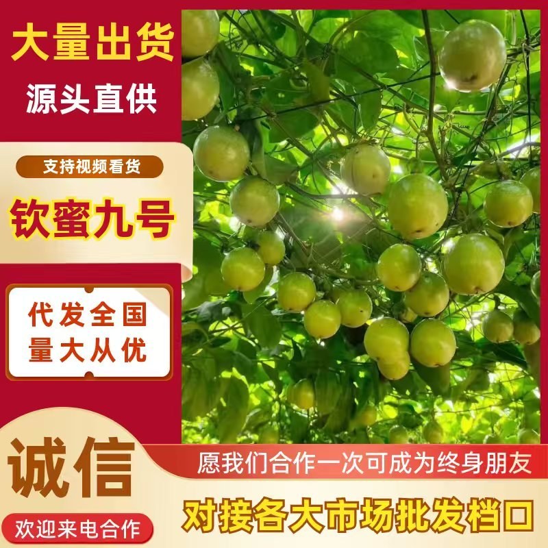 钦蜜9号黄金百香果，香又甜水份多，部分地区包邮，偏远除外