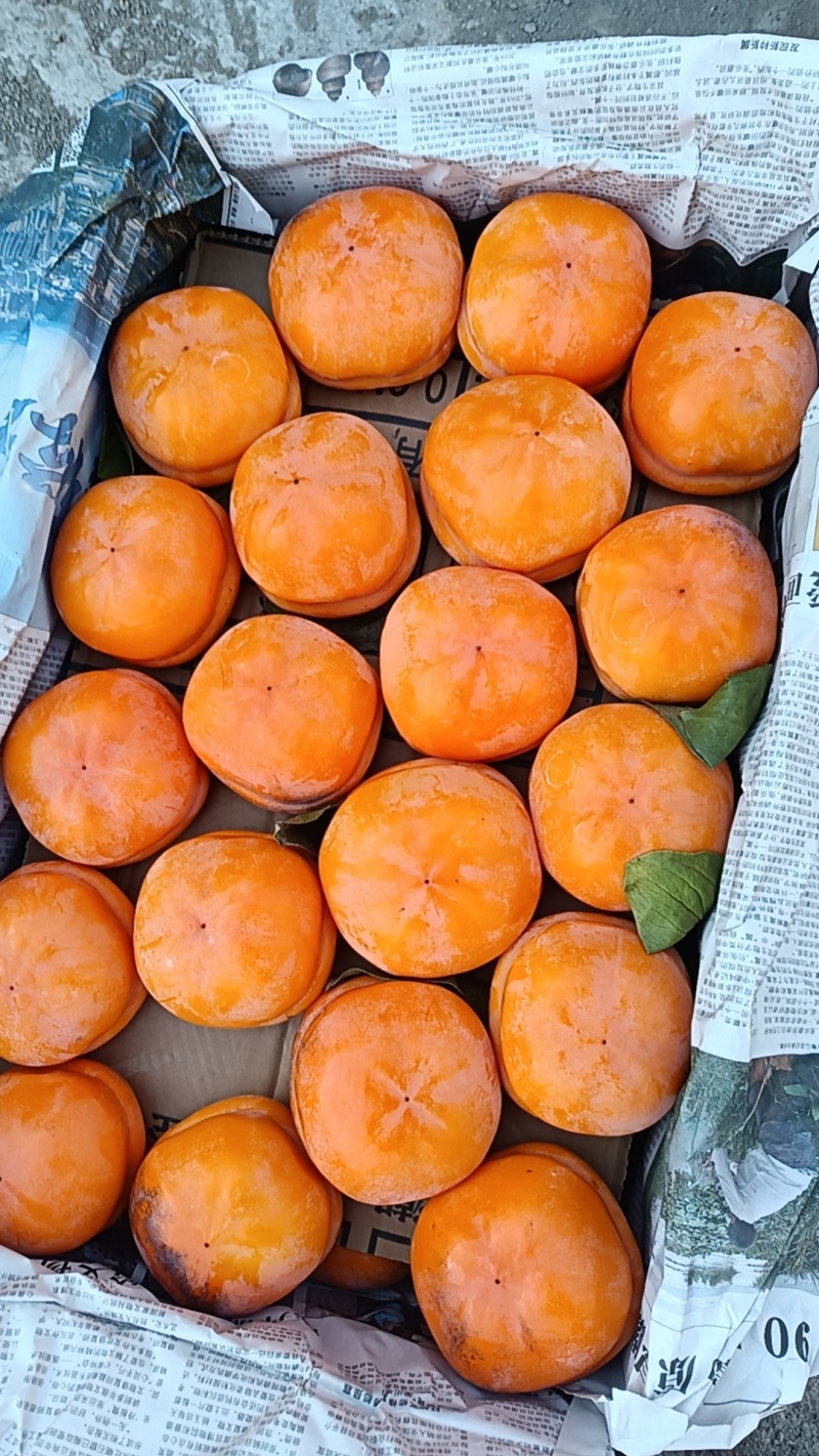 磨盘柿子