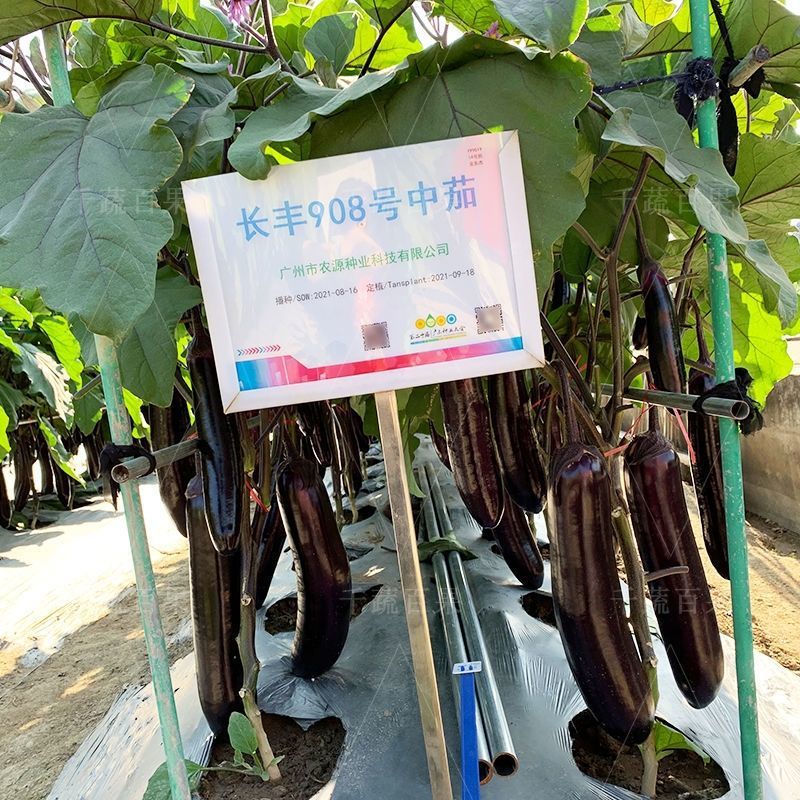 长丰908号中茄子种籽高产抗病深紫红色茄子种子农家春秋蔬