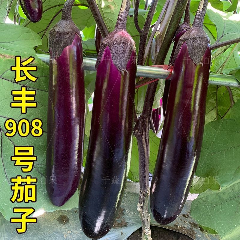 长丰908号中茄子种籽高产抗病深紫红色茄子种子农家春秋蔬