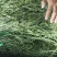 云南高原贡菜各等级贡菜产地批发直发支持视频看货代办代发