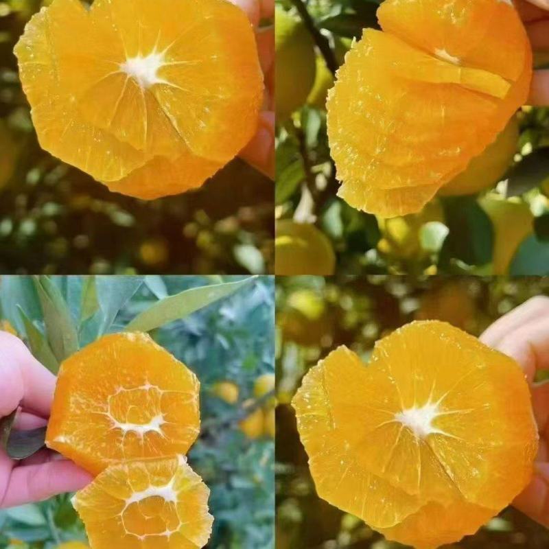 赣南高山脐橙皮薄多汁现摘现发对接全国质量保证