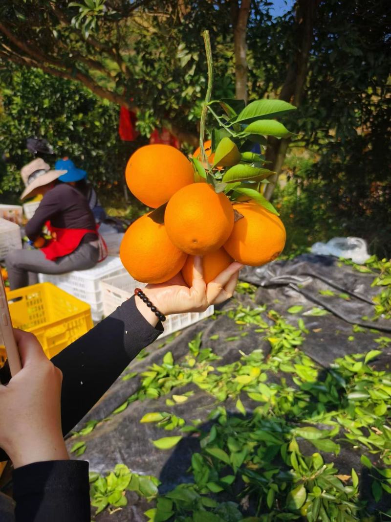 赣南高山脐橙皮薄多汁现摘现发对接全国质量保证